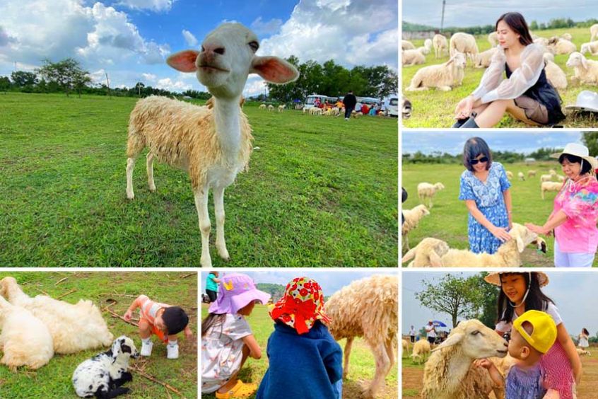 Khám phá đồi cừu Vũng Tàu chi tiết A-Z: Điểm check-in siêu HOT 2025